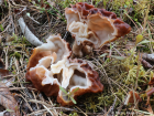 Gyromitra esculenta