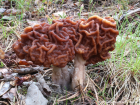 Gyromitra esculenta