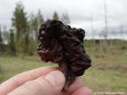 Gyromitra esculenta