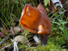 Gyromitra infula