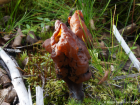 Gyromitra infula