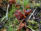 Gyromitra infula