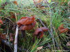 Gyromitra infula