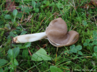 Helvella elastica