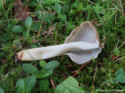 Helvella elastica