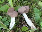 Helvella elastica