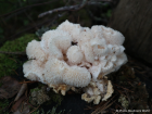 Hericium cirrhatum