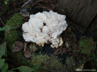 Hericium cirrhatum