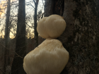 Hericium erinaceus