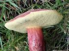 Hortiboletus rubellus