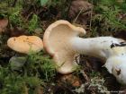 Hydnum repandum