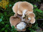 Hydnum rufescens