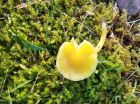 Hygrocybe ceracea