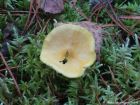 Hygrocybe ceracea
