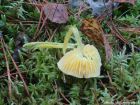 Hygrocybe ceracea