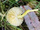 Hygrocybe ceracea