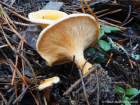 Hygrophoropsis aurantiaca