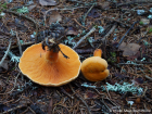 Hygrophoropsis aurantiaca