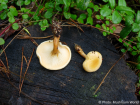 Hygrophoropsis aurantiaca