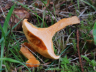 Hygrophoropsis aurantiaca