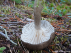 Hygrophorus camarophyllus