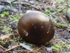 Hygrophorus camarophyllus