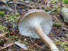 Hygrophorus camarophyllus