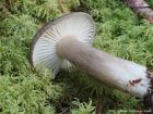 Hygrophorus camarophyllus