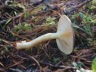 Hygrophorus hypothejus