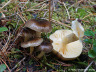 Hygrophorus hypothejus