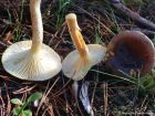 Hygrophorus hypothejus