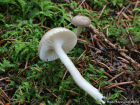 Hygrophorus pustulatus