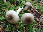 Hygrophorus pustulatus