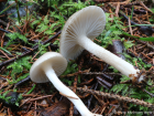 Hygrophorus pustulatus