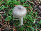 Hygrophorus pustulatus