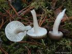 Hygrophorus pustulatus