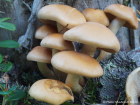 Hypholoma capnoides