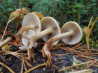 Hypholoma capnoides