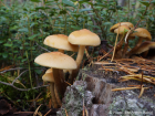 Hypholoma capnoides