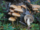 Hypholoma capnoides