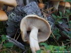 Hypholoma capnoides