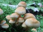 Hypholoma capnoides