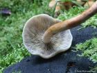 Hypholoma capnoides