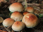 Hypholoma lateritium