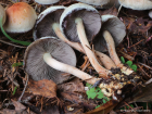 Hypholoma lateritium