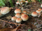 Hypholoma lateritium