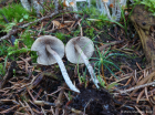 Hypholoma marginatum