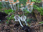 Hypholoma marginatum