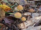 Hypholoma marginatum