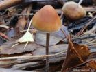 Hypholoma marginatum